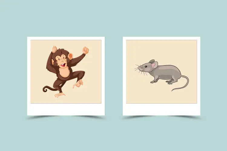 Chinese Zodiac Match： Exploring Rat and Monkey Compatibility