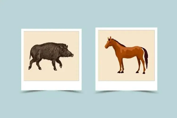 Horse and Pig Compatibility： Strengths and Weaknesses in Relationships