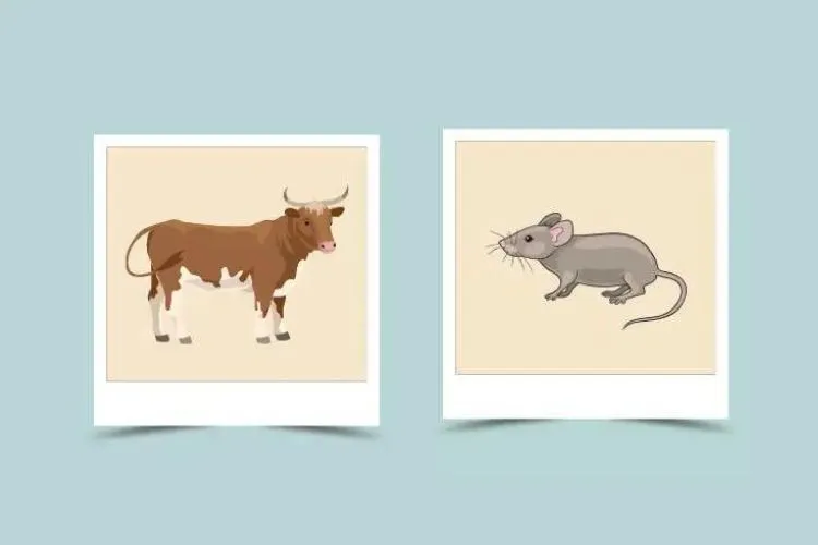 Rat and Ox in Chinese Astrology: A Strong, Loyal, and Compatible Relationship