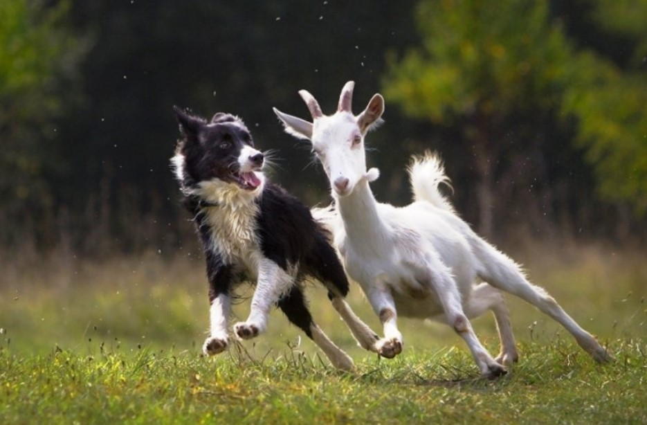 Male Goat and Female Dog: Understanding Their Compatibility